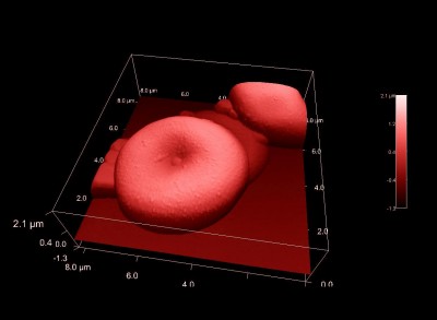 Erythrocytes (human red blood cells) in AFM Tapping Mode